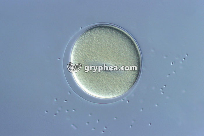 Oursin - Cellule-oeuf d'Oursin - fusion des pronuclei x100 - gryphea.org